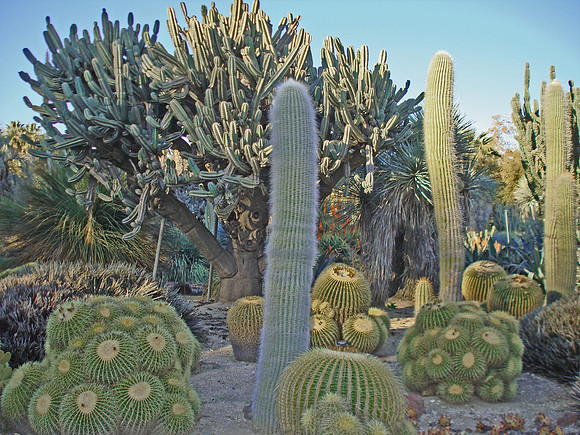 Suz cactus